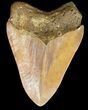 Rare Moroccan Megalodon Tooth - #44141-1